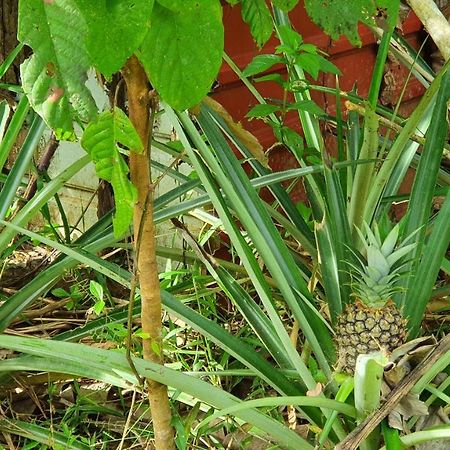 Hotel Jungle Eco Reserve Colon Zewnętrze zdjęcie
